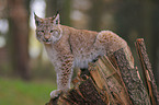 kletternder Luchs