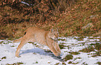 rennender Luchs