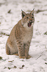 Luchs