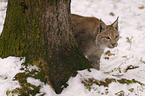 Luchs