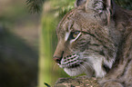 Luchs