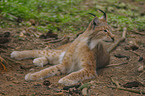 Luchs