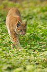 Luchs