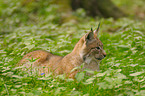 Luchs