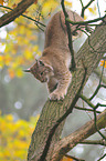 kletternder Luchs