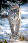 Luchs