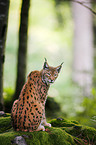 Luchs