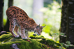 Luchs