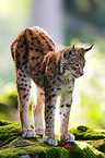 Luchs