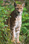 Luchs