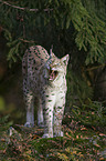 Luchs