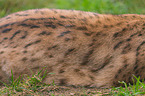 Luchs