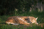 Luchs