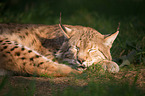Luchs