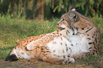 Luchs