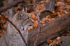 Luchs