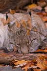 Luchs