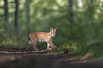 laufender junger Luchs