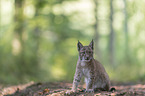 sitzender junger Luchs