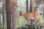 stehender junger Luchs