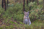 sitzender junger Luchs
