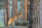 stehender junger Luchs