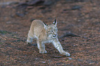 laufender junger Luchs