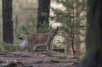 stehender junger Luchs