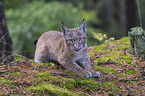 liegender junger Luchs