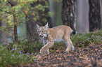 laufender junger Luchs