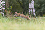 rennender junger Luchs