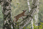 junger Luchs klettert auf Baum