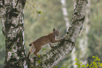 junger Luchs klettert auf Baum
