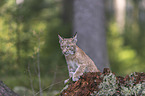 sitzender junger Luchs