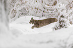 Luchs luft durch Tiefschnee