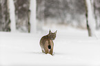 Luchs steht im Tiefschnee