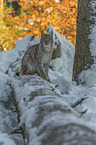 Luchs im Schnee