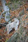 Luchs