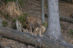 Luchs