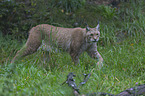 Luchs