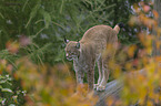 Luchs