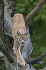 Luchs balanciert auf Baumstamm