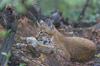 junger Luchs