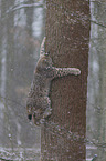 Luchs im Schnee