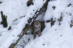 Luchs im Schnee