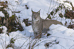 Luchs im Schnee