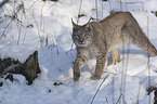 Luchs im Schnee