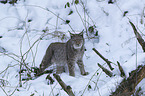 Luchs im Schnee