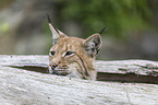 Luchs