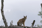Luchs